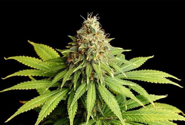 Cannabissamen Hellfire OG feminisiert von Kannabia für Indoor und Outdoor